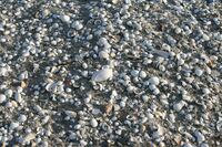 Muscheln am Strand